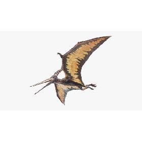 Pteranodon 3D model